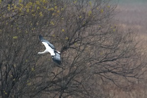 コウノトリの飛翔 3