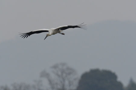 コウノトリの飛翔 3