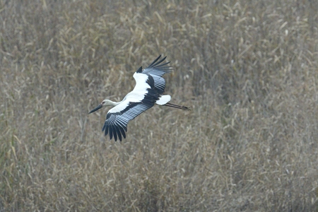 コウノトリの飛翔 2