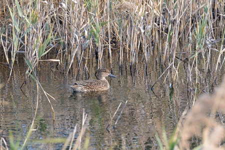 コガモ ♀ 水の上