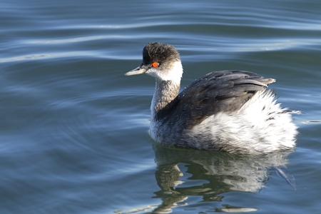 ハジロカイツブリ 冬羽