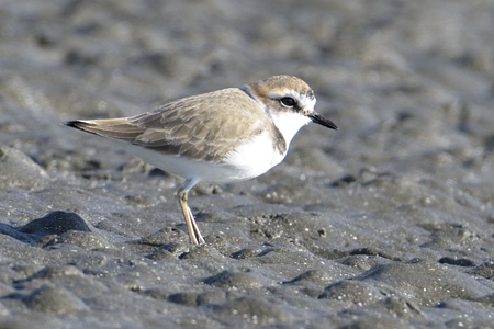 千葉のシロチドリ