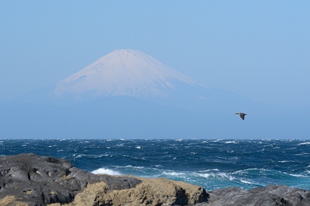 相模湾のウミウ