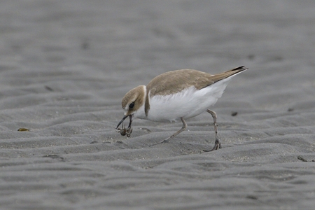 カニを捕るシロチドリ