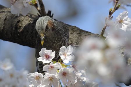 桜の中のヒヨドリ