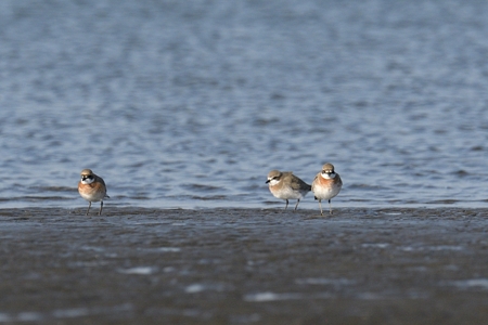東京湾のメダイチドリ 夏羽 2
