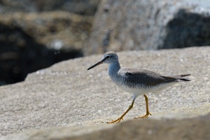 キアシシギ 冬羽～夏羽 千葉県九十九里浜にて