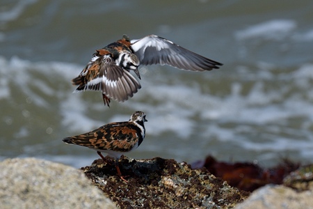 キョウジョシギ 夏羽 着地