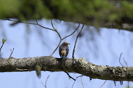 コムクドリ ♂ 1