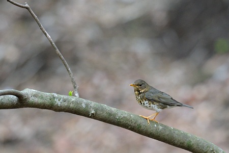 クロツグミ ♀