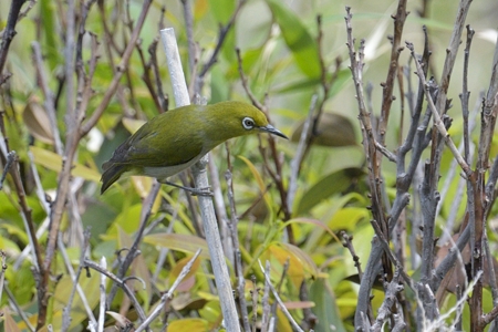 シチトウメジロ・Zosterops J Stejnegeri 1