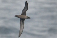 ハシボソズナギドリ 嘴細水薙鳥