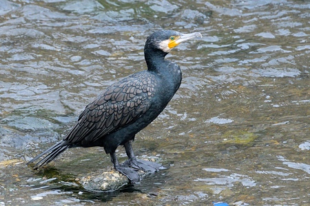 川のカワウ