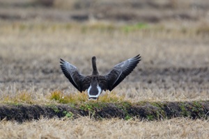 カリガネの羽ばたき