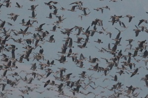 シジュウカラガン朝の飛び立ち