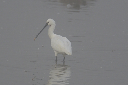 宮城のヘラサギ 2