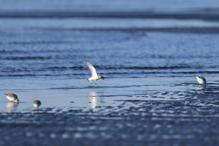 シロチドリ 飛翔