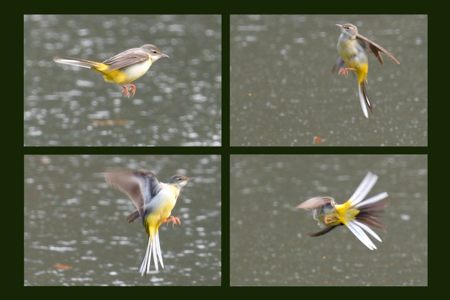 キセキレイ ♀ 若 虫狩り