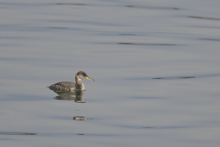 港のアカエリカイツブリ