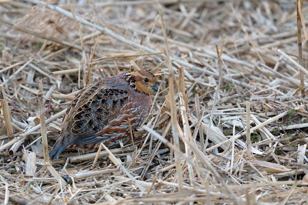 コリンウズラ ♀ 1