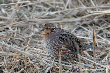 コリンウズラ ♀ 2