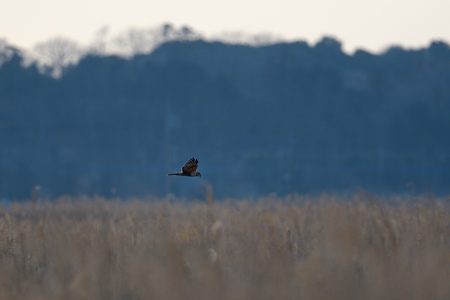 ハイイロチュウヒ 若鳥の飛翔