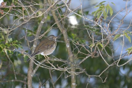 シロハラ ♀