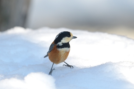 雪の上のヤマガラ