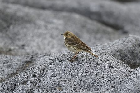 タヒバリ 冬の磯場