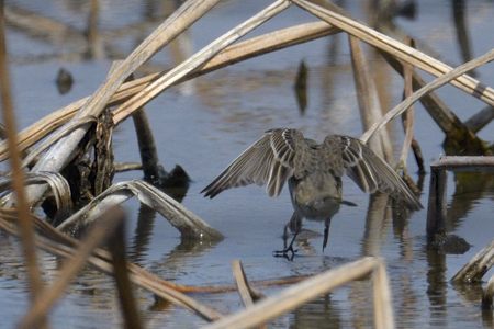 タヒバリ 春の蓮田