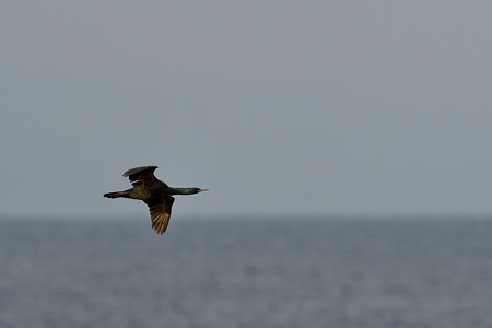 ヒメウ 飛翔 成鳥