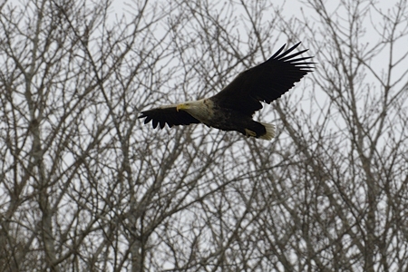 オジロワシの飛翔