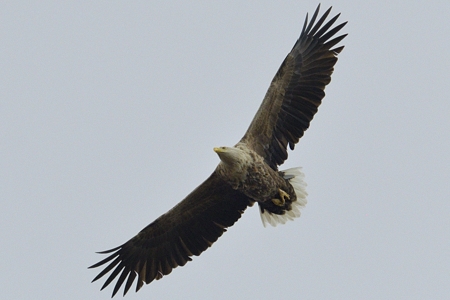 オジロワシの飛翔 2