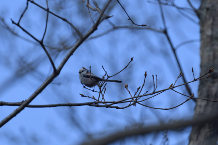 亜種シマエナガ 成鳥