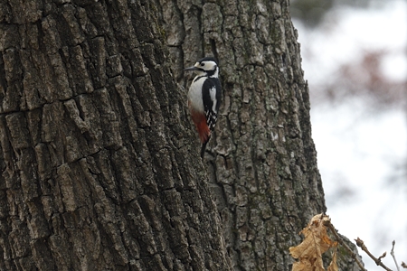 亜種 エゾアカゲラ ♀
