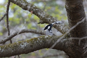 亜種エゾアカゲラ ♀ の飛翔