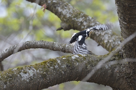 亜種 エゾアカゲラ ♀ 飛翔