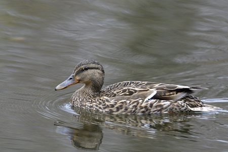 マガモ ♀ 非生殖羽