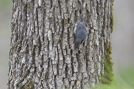 逆さ向きのシロハラゴジュウカラ