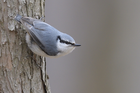 亜種シロハラゴジュウカラ (亜種 Sitta e clara)
