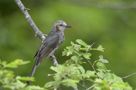 初夏のヒヨドリ