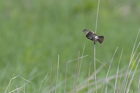 高原のノビタキ ♀