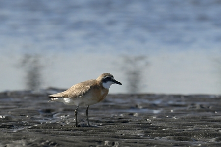 オオメダイチドリ風なメダイチドリ