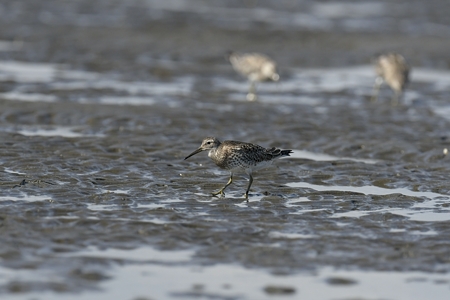 オバシギ 東京湾 幼鳥 2