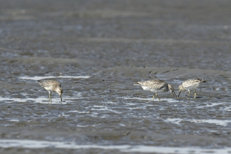 オバシギ 東京湾 幼鳥 小群れ