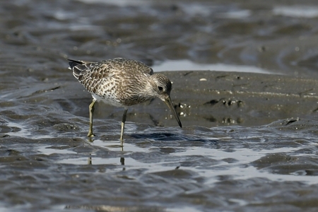 オバシギ 東京湾 幼鳥 1