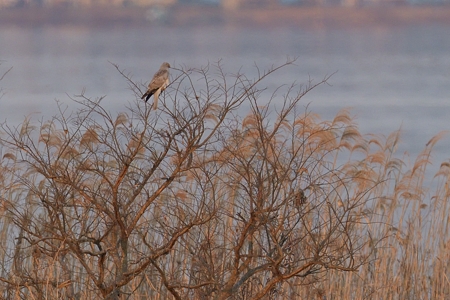 ハイイロチュウヒ ♂