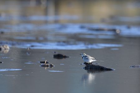 ハクセキレイ ♀ 冬羽