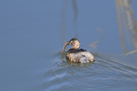 カイツブリ ハゼを食う