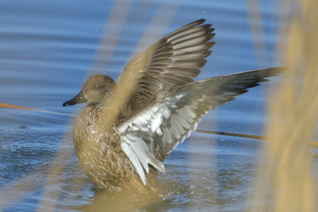 ヨシガモ ♀ 葦の中